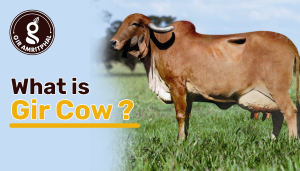 what is gir cow?